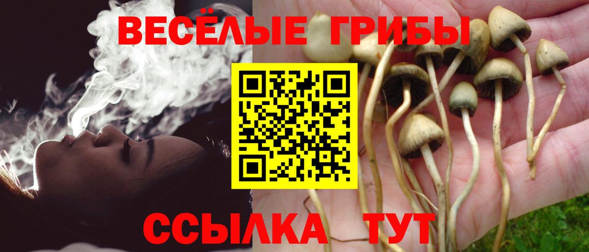 Галлюциногенные грибы Psilocybine cubensis Сыктывкар